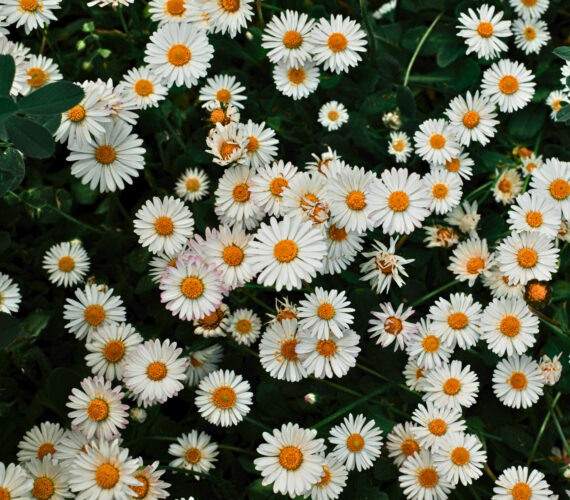 A dense cluster of blooming white daisies with yellow centres against a backdrop of dark green foliage.