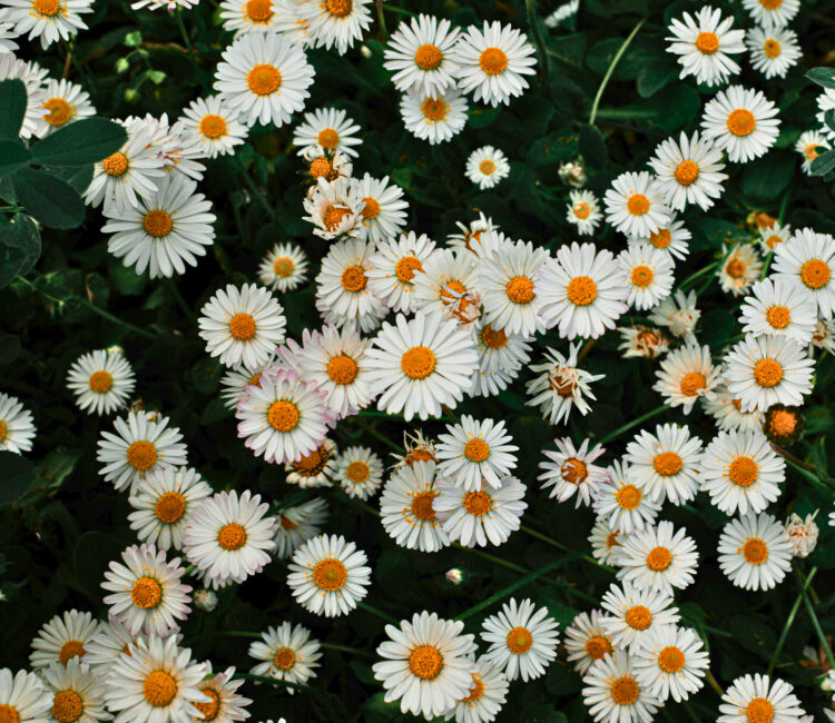 A dense cluster of blooming white daisies with yellow centres against a backdrop of dark green foliage.