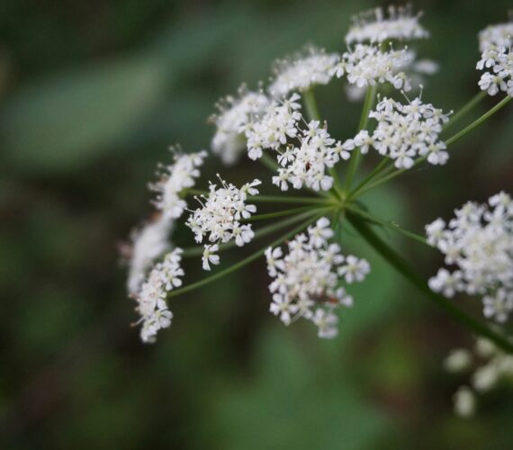 Close-up of an umbel-shaped white Apiaceae flower cluster, showing delicate petals and green stems against a soft, blurred forest background.