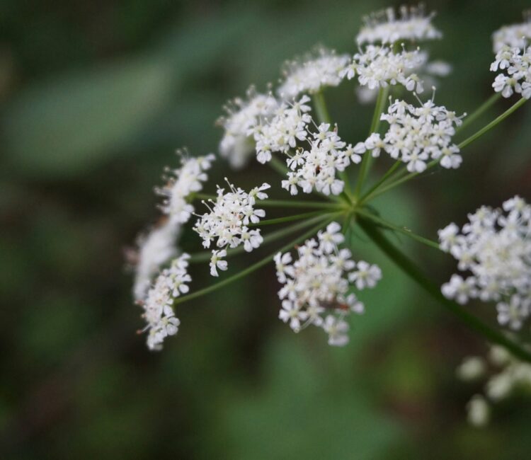 Close-up of an umbel-shaped white Apiaceae flower cluster, showing delicate petals and green stems against a soft, blurred forest background.