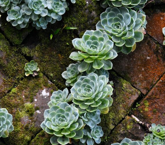 Close-up of green succulent plants nestled in moss-covered brickwork. Their rosette shapes and varying sizes contrast with the rough, earthy texture of the bricks and soft moss. The scene highlights nature's quiet resilience and organic harmony in an unexpected place.