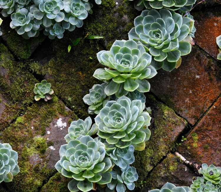 Close-up of green succulent plants nestled in moss-covered brickwork. Their rosette shapes and varying sizes contrast with the rough, earthy texture of the bricks and soft moss. The scene highlights nature's quiet resilience and organic harmony in an unexpected place.