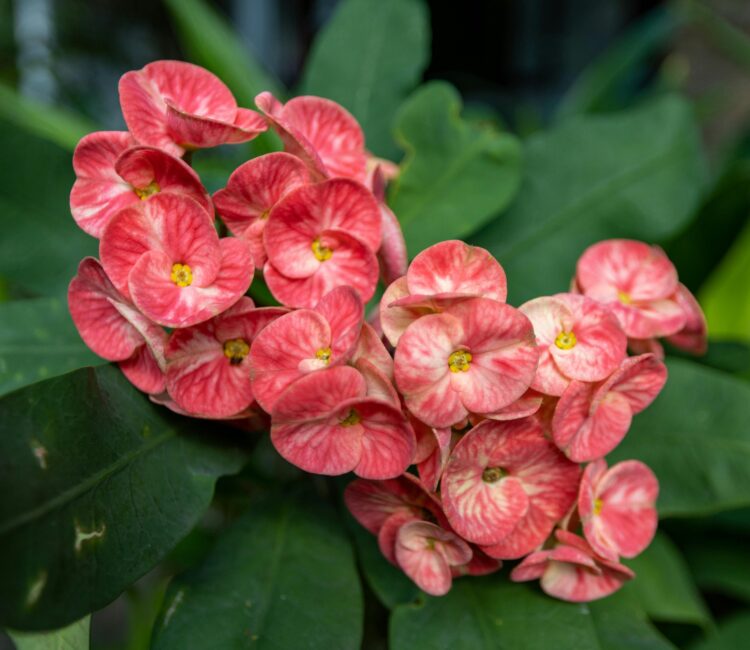 A vibrant cluster of small, circular pink and red flowers with soft yellow centers, blooming amidst lush green foliage. The petals are delicately ruffled, and the leaves are broad, slightly glossy, and richly textured. The composition highlights the contrast between the vivid blossoms and the deep greens, evoking a sense of tropical abundance and ornamental charm.