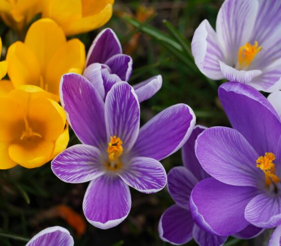 A close-up of blooming crocus flowers in a grassy setting, featuring vivid yellow petals alongside rich purple petals streaked with fine white lines. Slender green leaves weave through the scene, framing the small, cup-shaped blossoms in soft spring light.