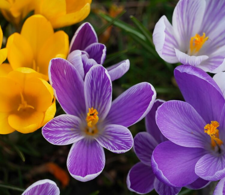 A close-up of blooming crocus flowers in a grassy setting, featuring vivid yellow petals alongside rich purple petals streaked with fine white lines. Slender green leaves weave through the scene, framing the small, cup-shaped blossoms in soft spring light.