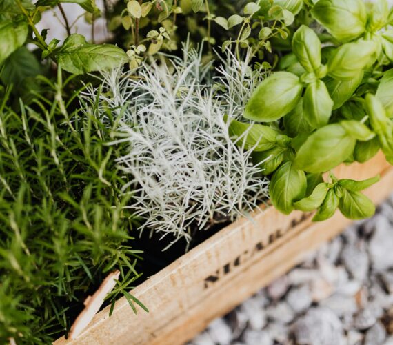 Wooden crate filled with fresh herbs — basil with broad green leaves, rosemary with slender needle-like leaves, and silvery foliage herbs — resting on grey gravel.