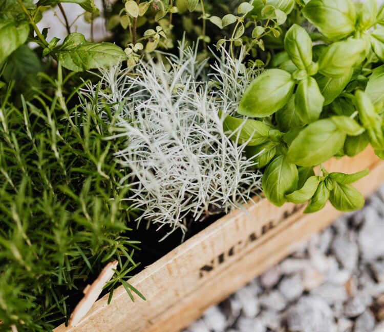 Wooden crate filled with fresh herbs β basil with broad green leaves, rosemary with slender needle-like leaves, and silvery foliage herbs β resting on grey gravel.