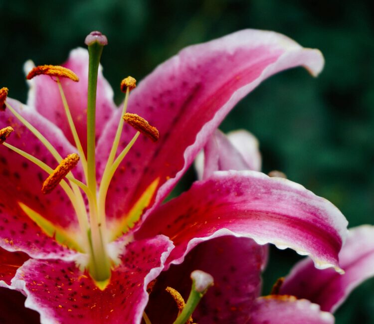 Closeβup of a vivid pink lily in bloom, its wide petals speckled with darker spots and edged in pale pink. Orange anthers and the central pistil rise from the heart of the flower, sharply focused against a softly blurred background, highlighting the lilyβs intricate beauty.